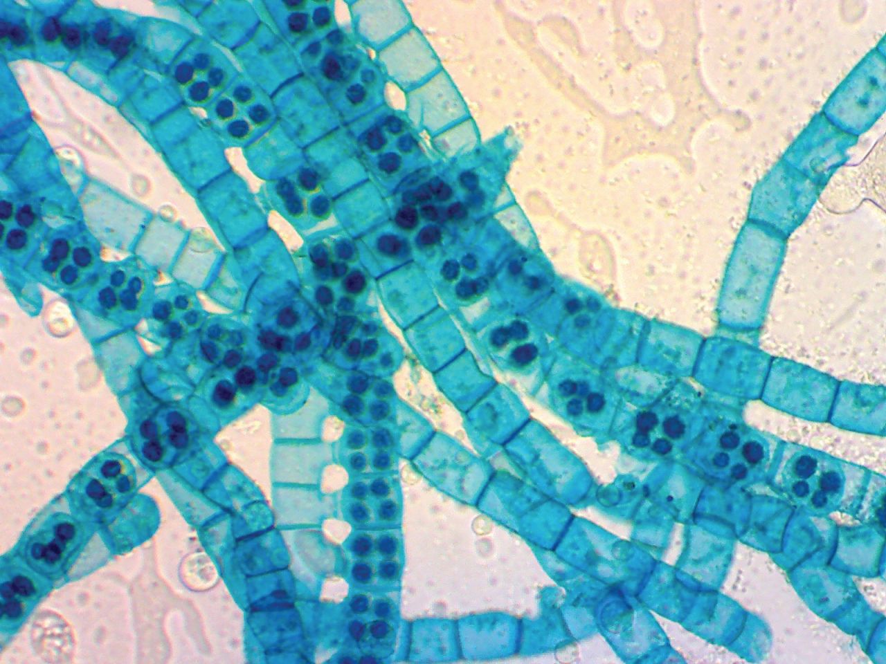 Algal cells at 150X