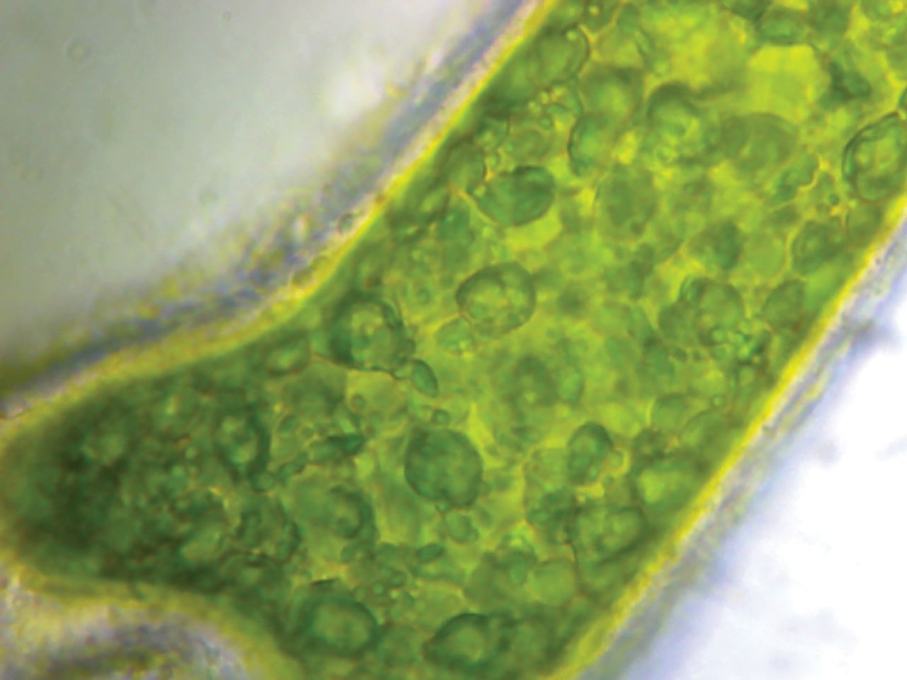 Algal cell at 600X