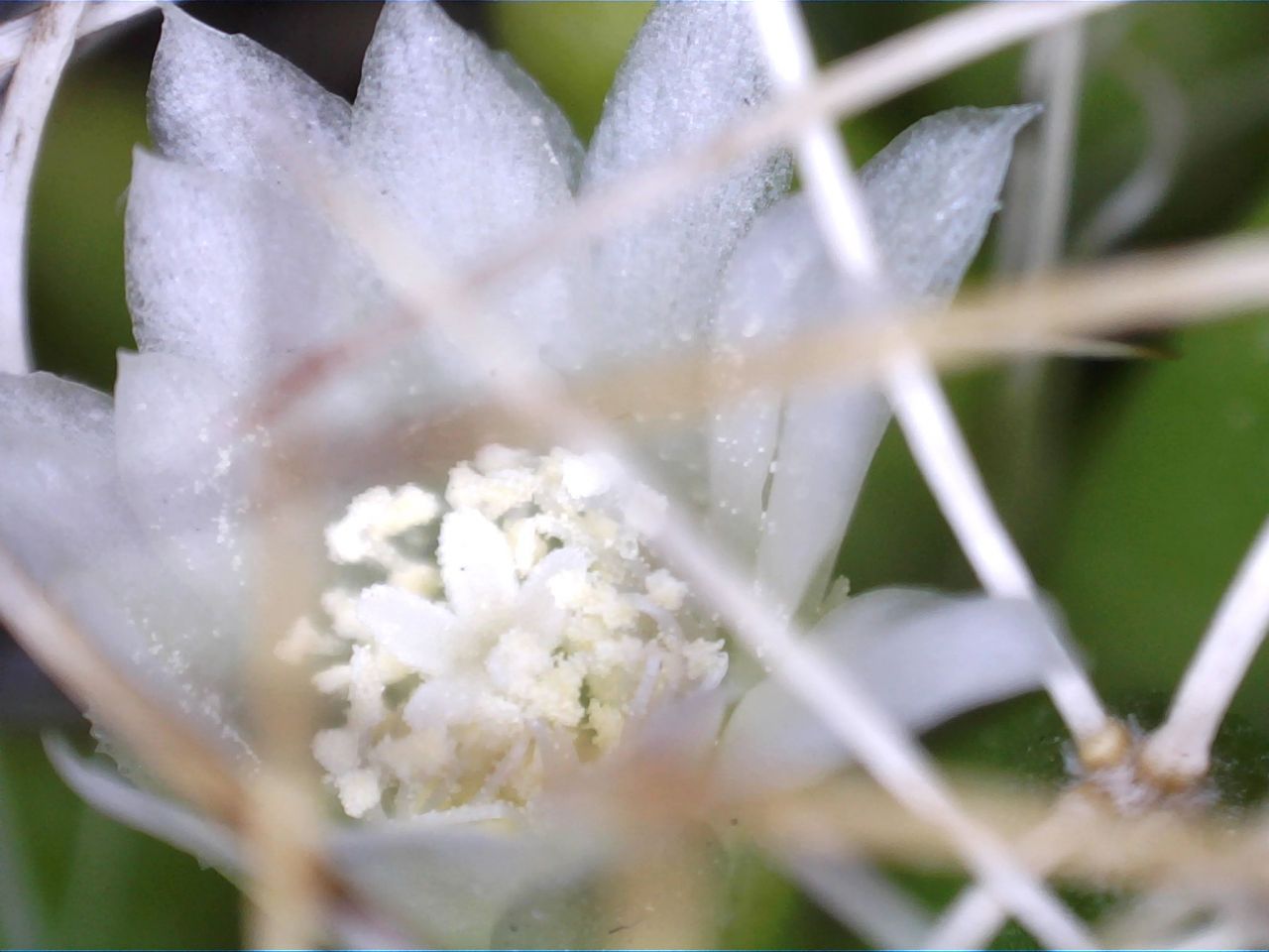 Cactus flower captured in Logger Pro