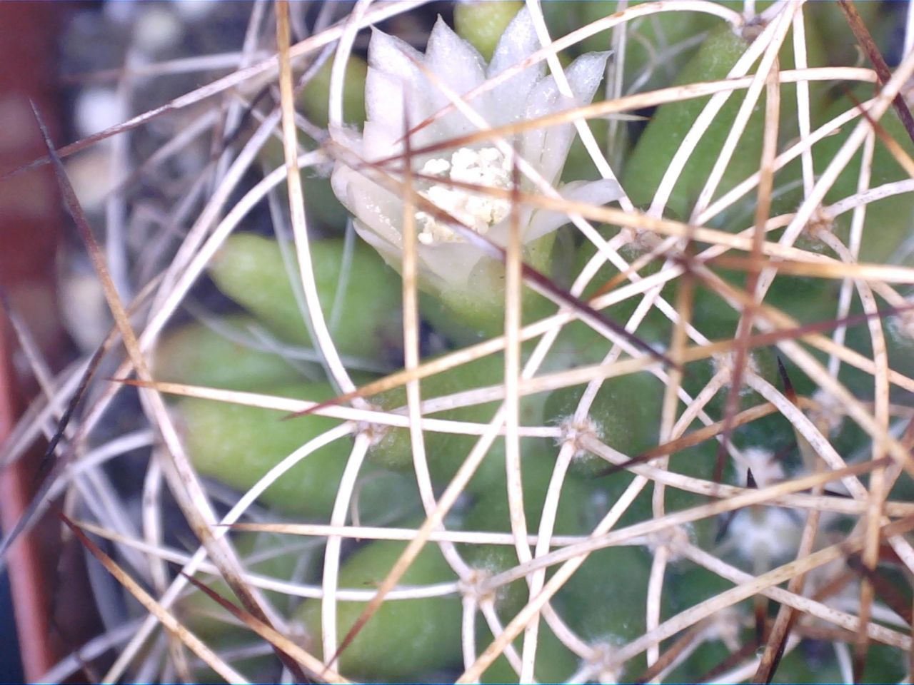 Cactus flower captured in Logger Pro