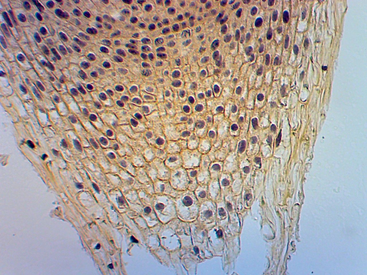 Onion root tip at 60X Onion root tip at 60X